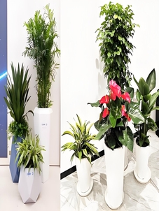 花卉出租新选择，余姚这家服务堪称一绝！